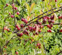 Malus Sieversii apple